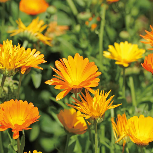 Calendula Hydrosol label close-up highlighting quality sourcing for Aromatics International.