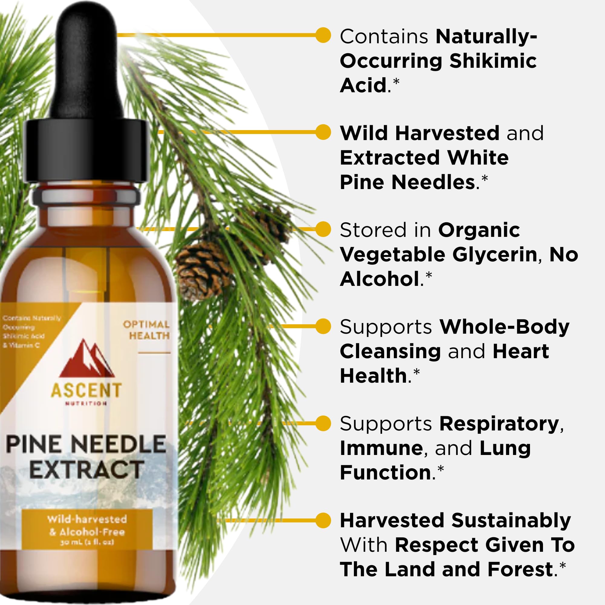Ascent Nutrition Pine Needle Extract wild-forest sourcing conveys purity and sustainable harvest