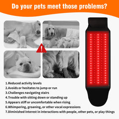 Asenei dog pain relief therapy belt in a typical home setting.