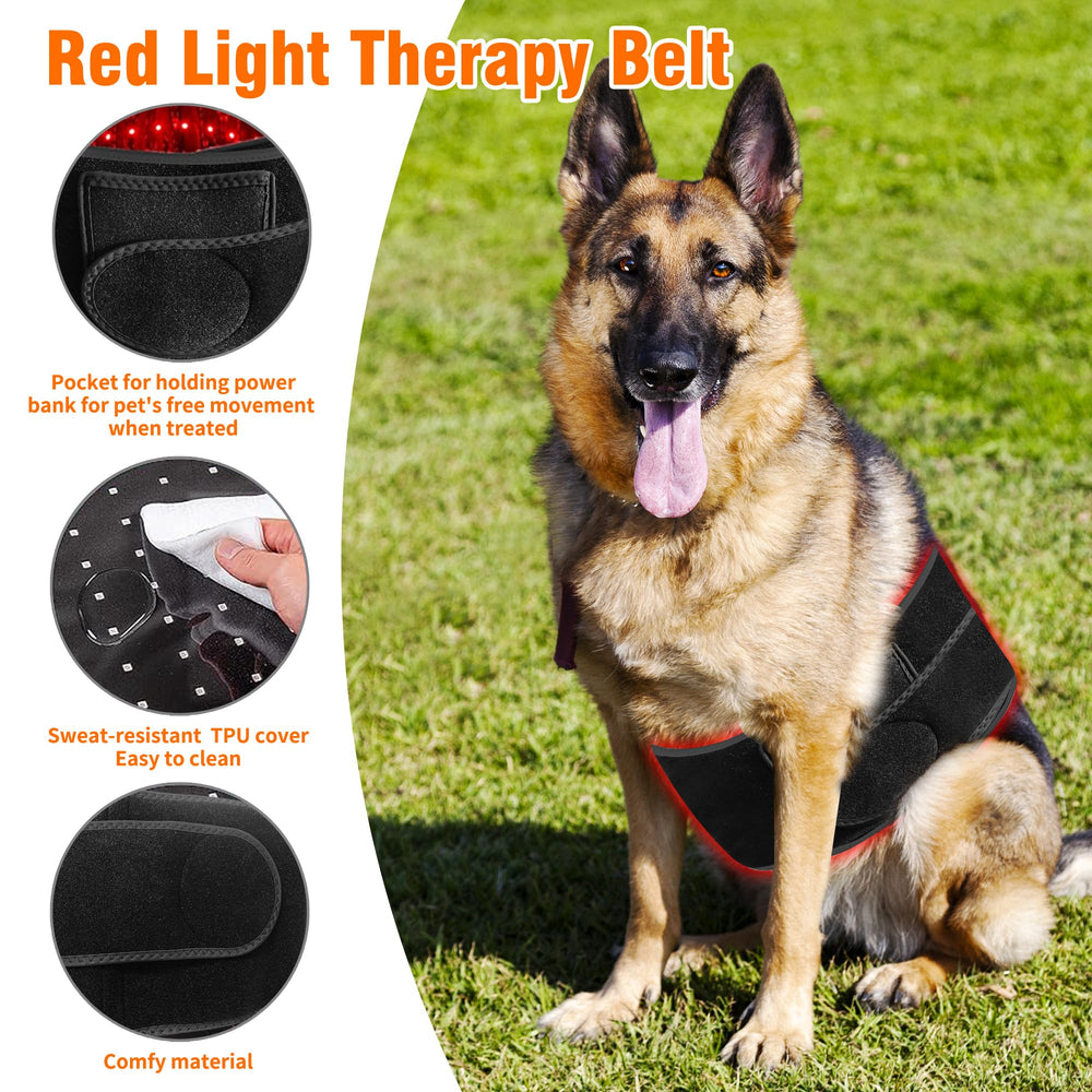 Asenei red light therapy belt on a dog for targeted relief during outdoor time.