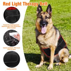 Asenei red light therapy belt on a dog for targeted relief during outdoor time.
