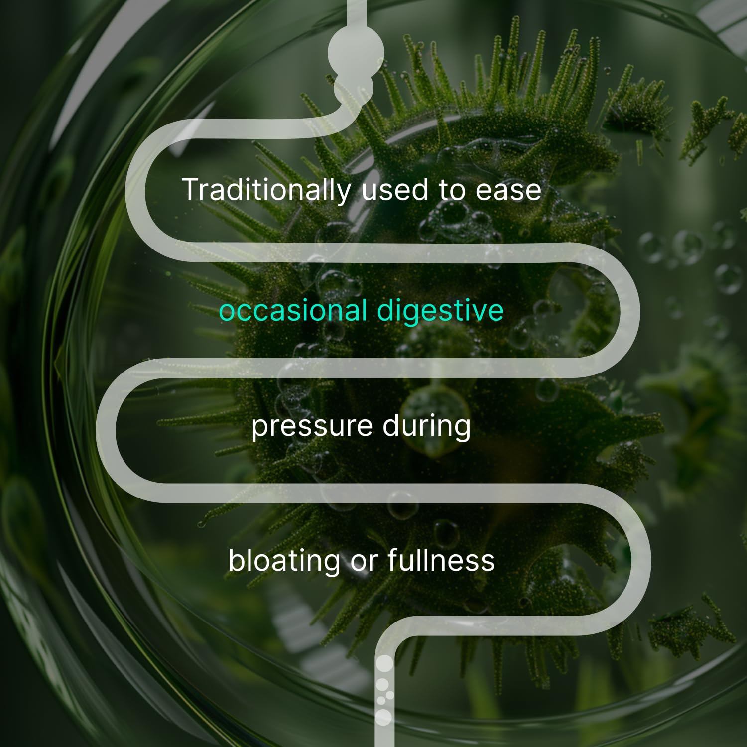 Authenta IBShield ingredient list visual outlines nine botanicals for balanced digestion