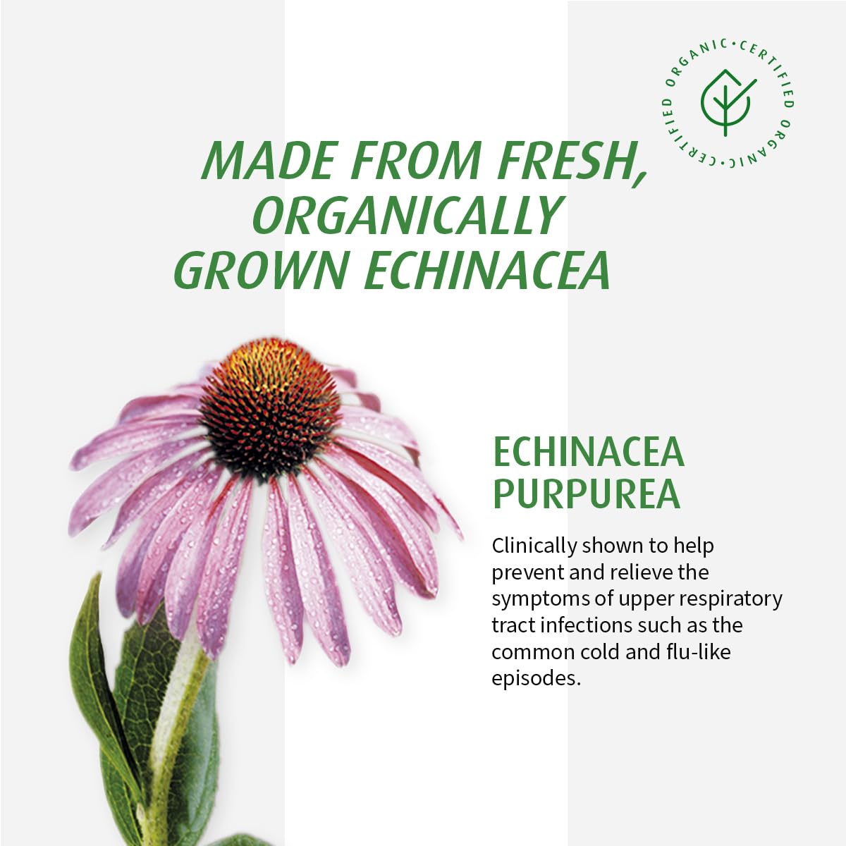 Label detail showing Echinacea herbal formula for respiratory health.