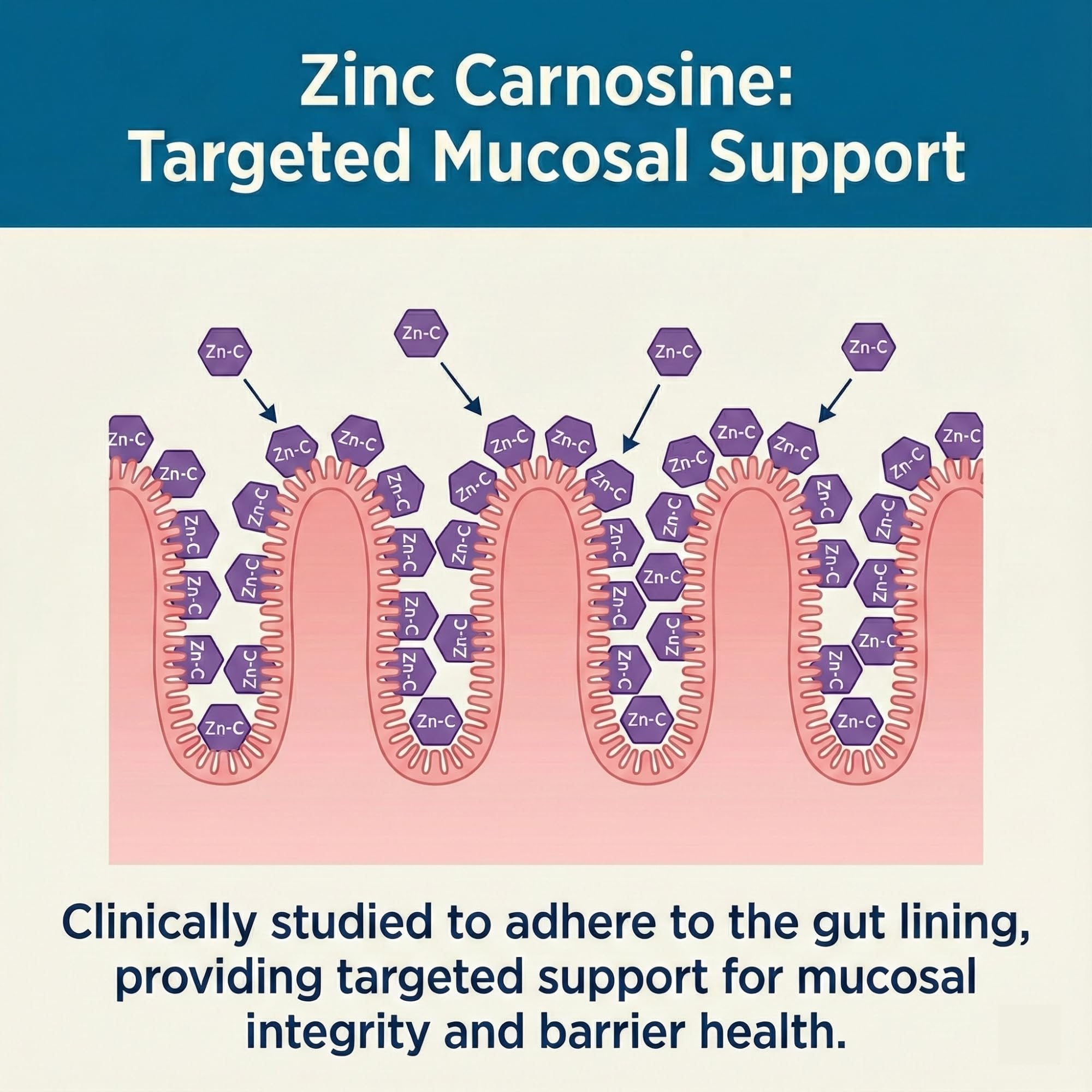 Close-up of Balance ONE L-Glutamine and Zinc Carnosine ingredients for targeted gut health