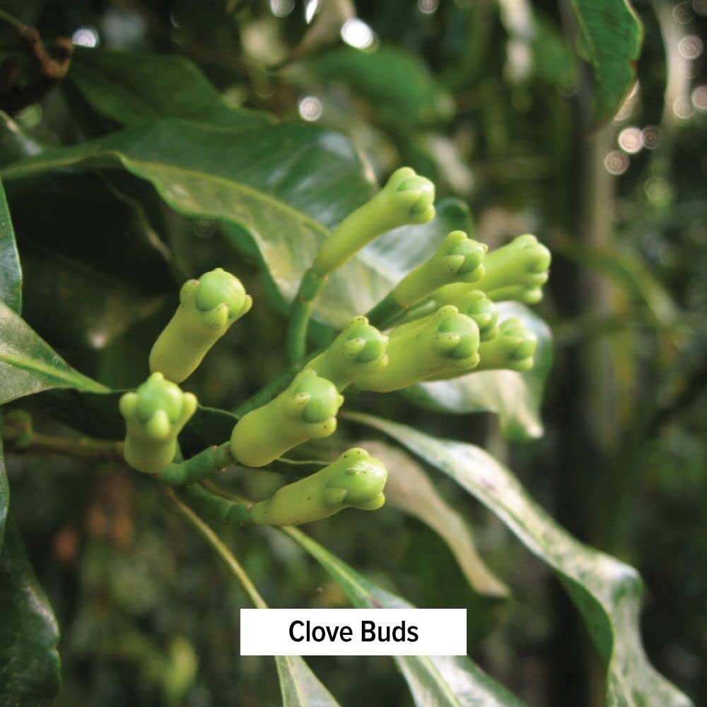 Banyan Botanicals Avipattikar powder scoop shows convenient dosing and mixing.