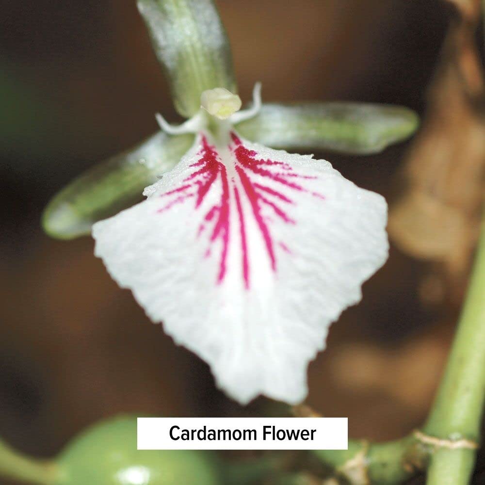 Banyan Botanicals Organic Cardamom powder highlights aromatic digestive support.