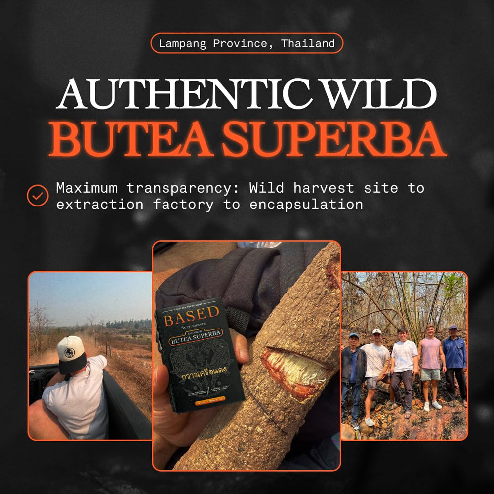 Based Supplements Butea Superba root powder with scoop for easy dosing