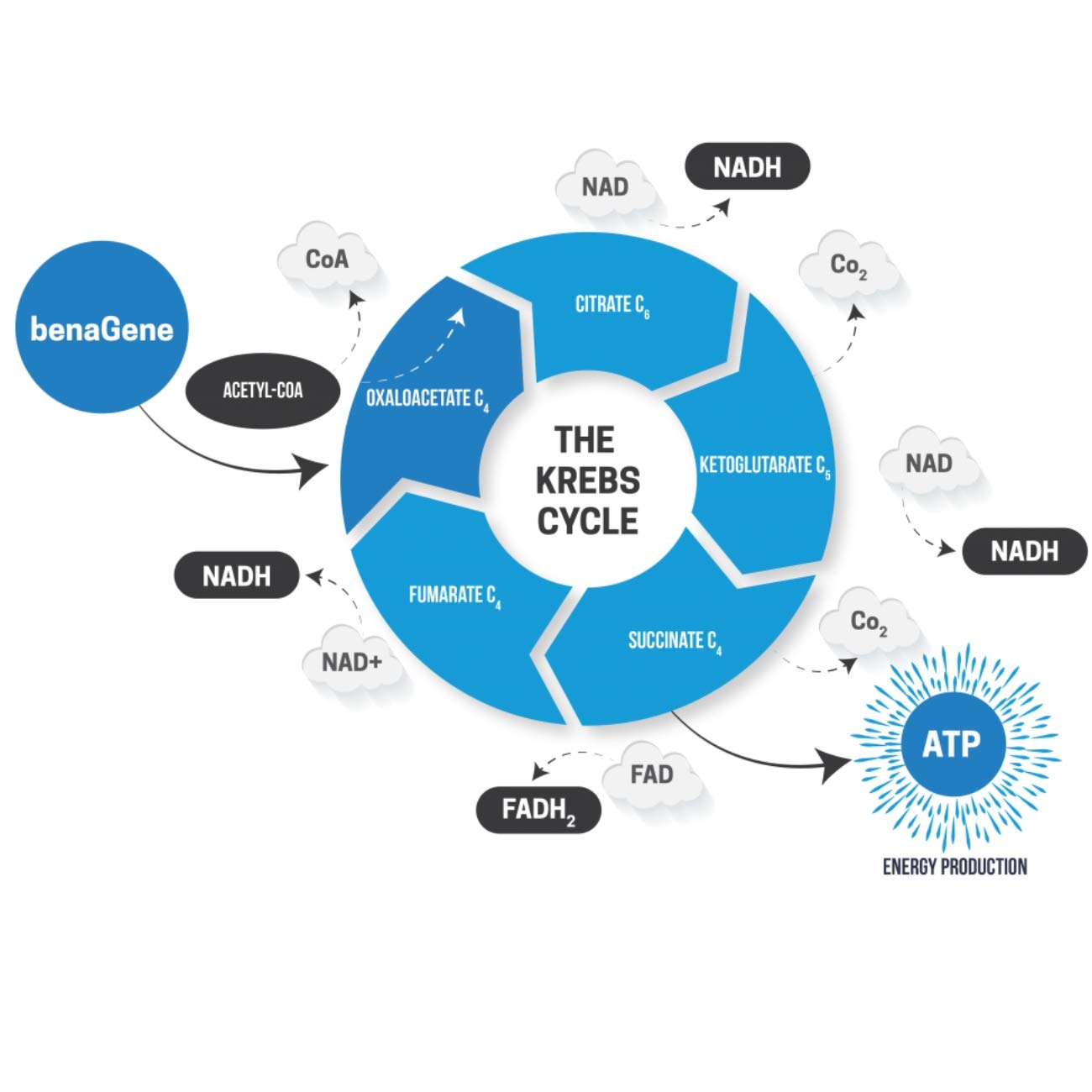 Benagene Oxaloacetate capsules show vegan, non-GMO formula for everyday metabolism.
