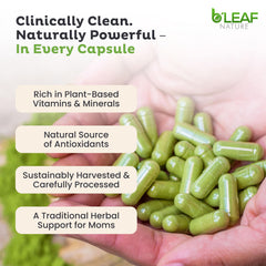 B’LEAF NATURE antioxidant-rich moringa visuals for immune-support.