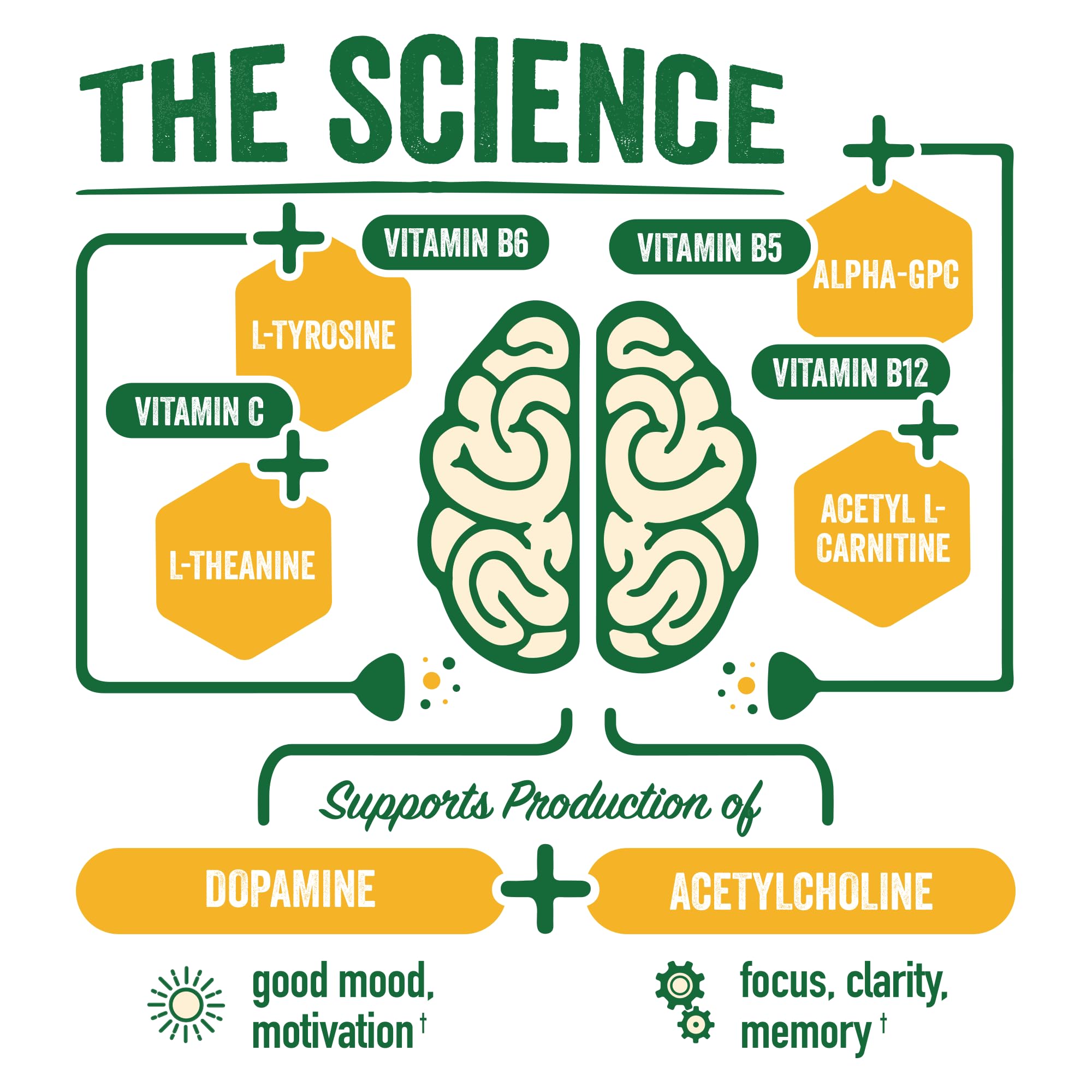 BrainJuice alpha-gpc and l-theanine ingredients label close-up for clean cognitive support