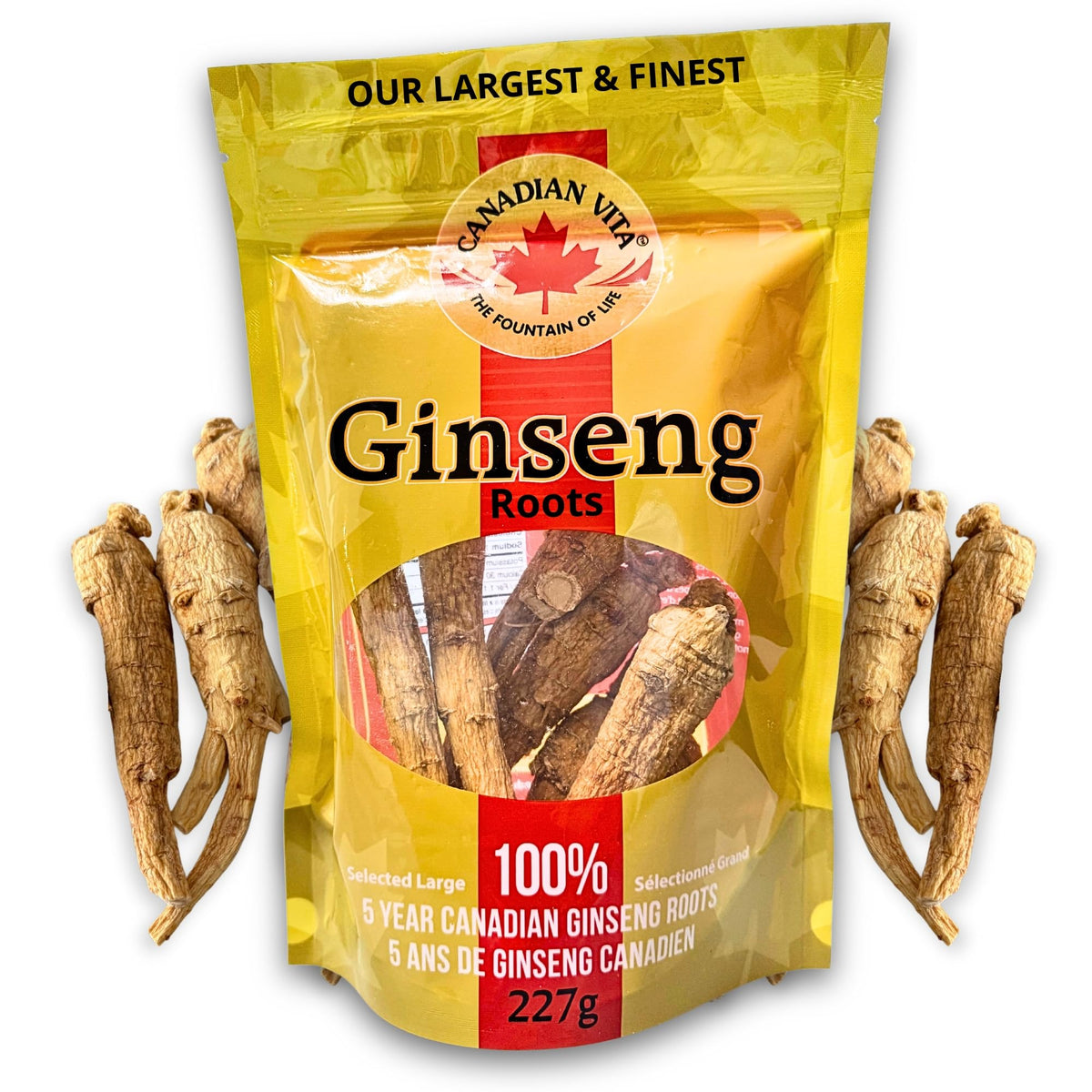 Canadian Vita ginseng root 5year-maturity, ideal for traditional soups.