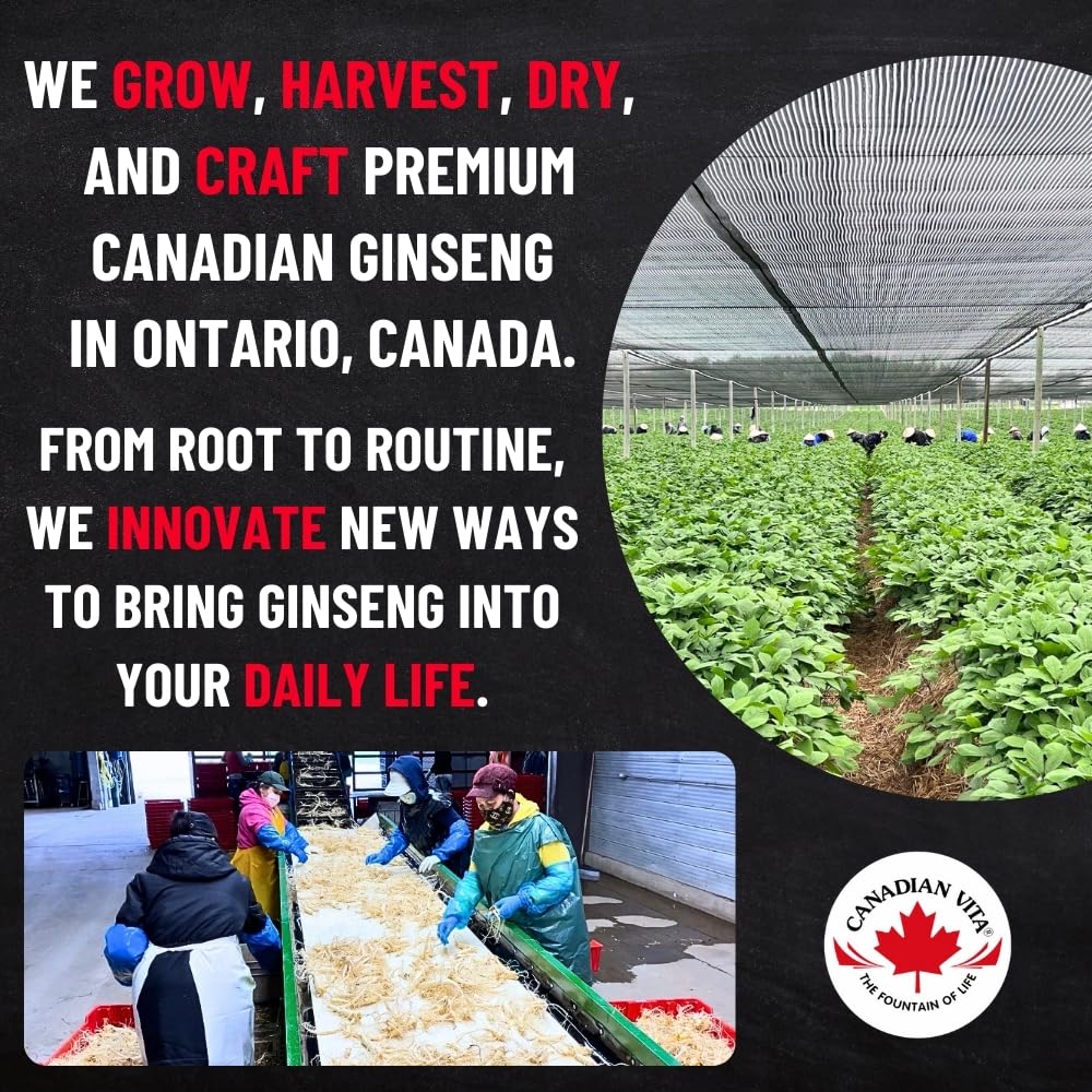 Canadian Vita ginseng root wellness gift option for thoughtful gifting.