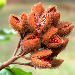 Cardiovascular Research Annatto Tocotrienols softgels closeup highlights 125 mg capsules for daily use.