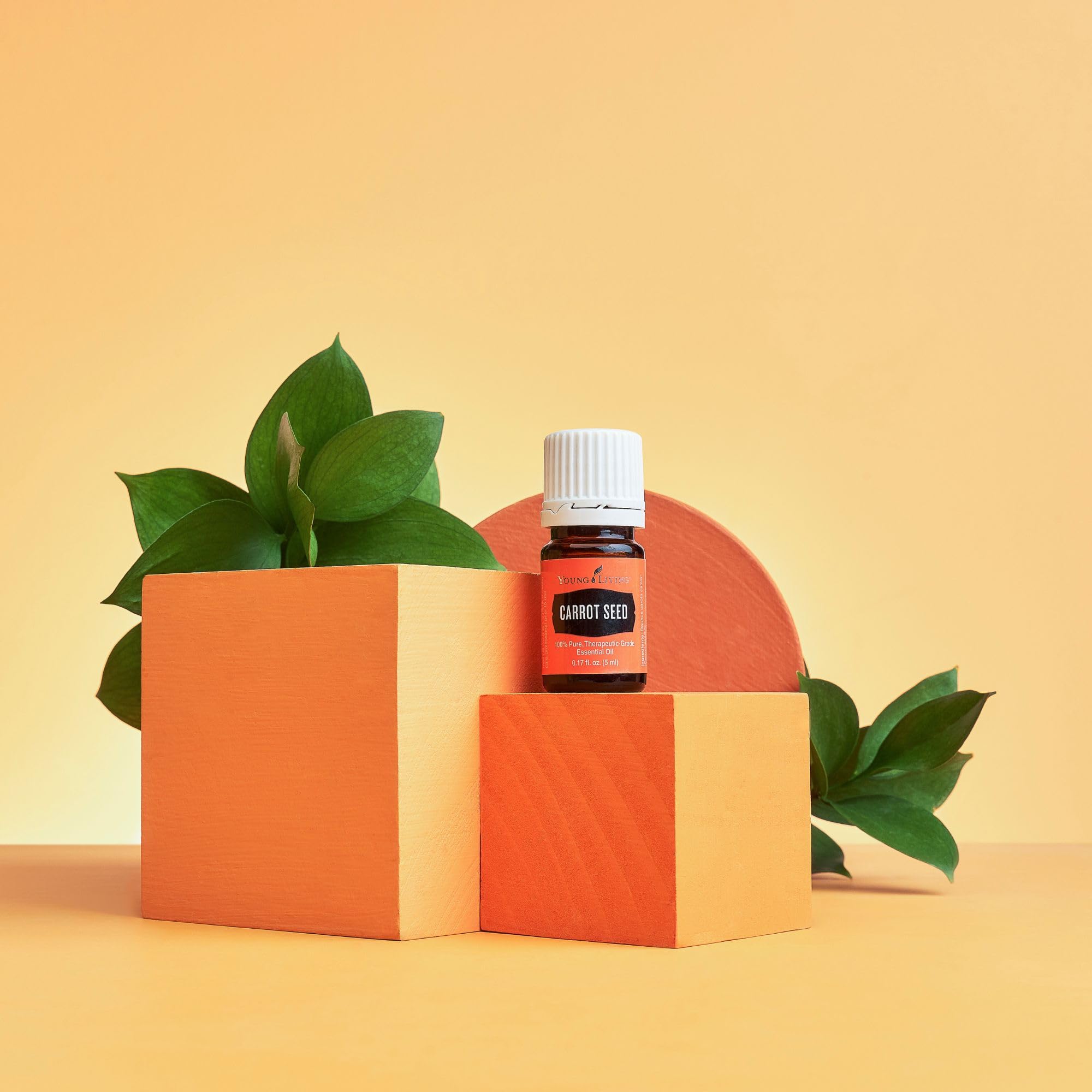 Young Living Carrot Seed Oil 5 ml bottle shown in closeup for daily beauty routine.