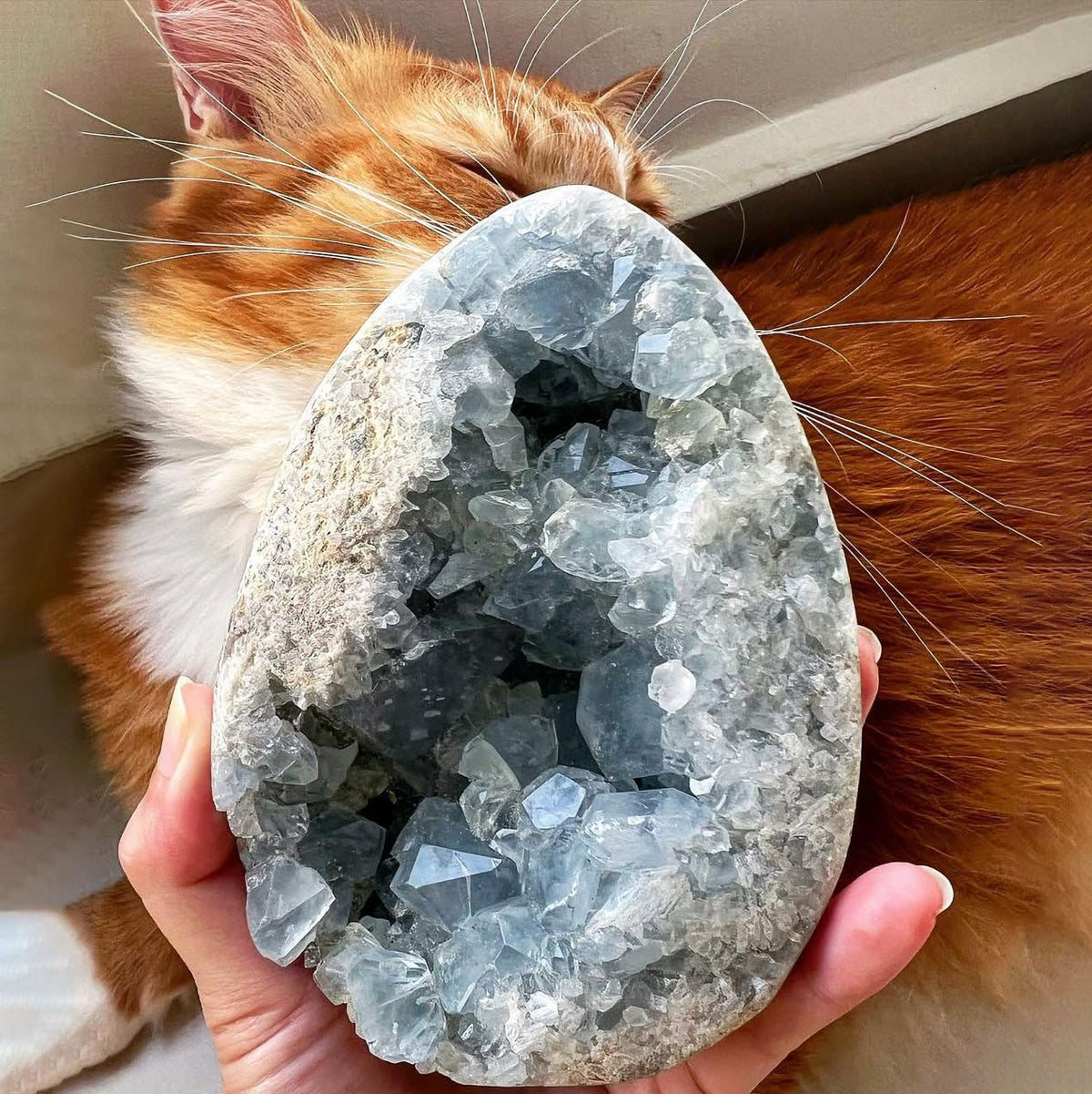 Celestine cluster blue-quartz-geode display brightens the room with luminous crystals.