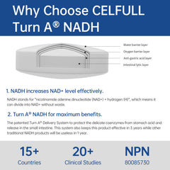 CELFULL NADH delivery system highlights release in the small intestine for absorption.