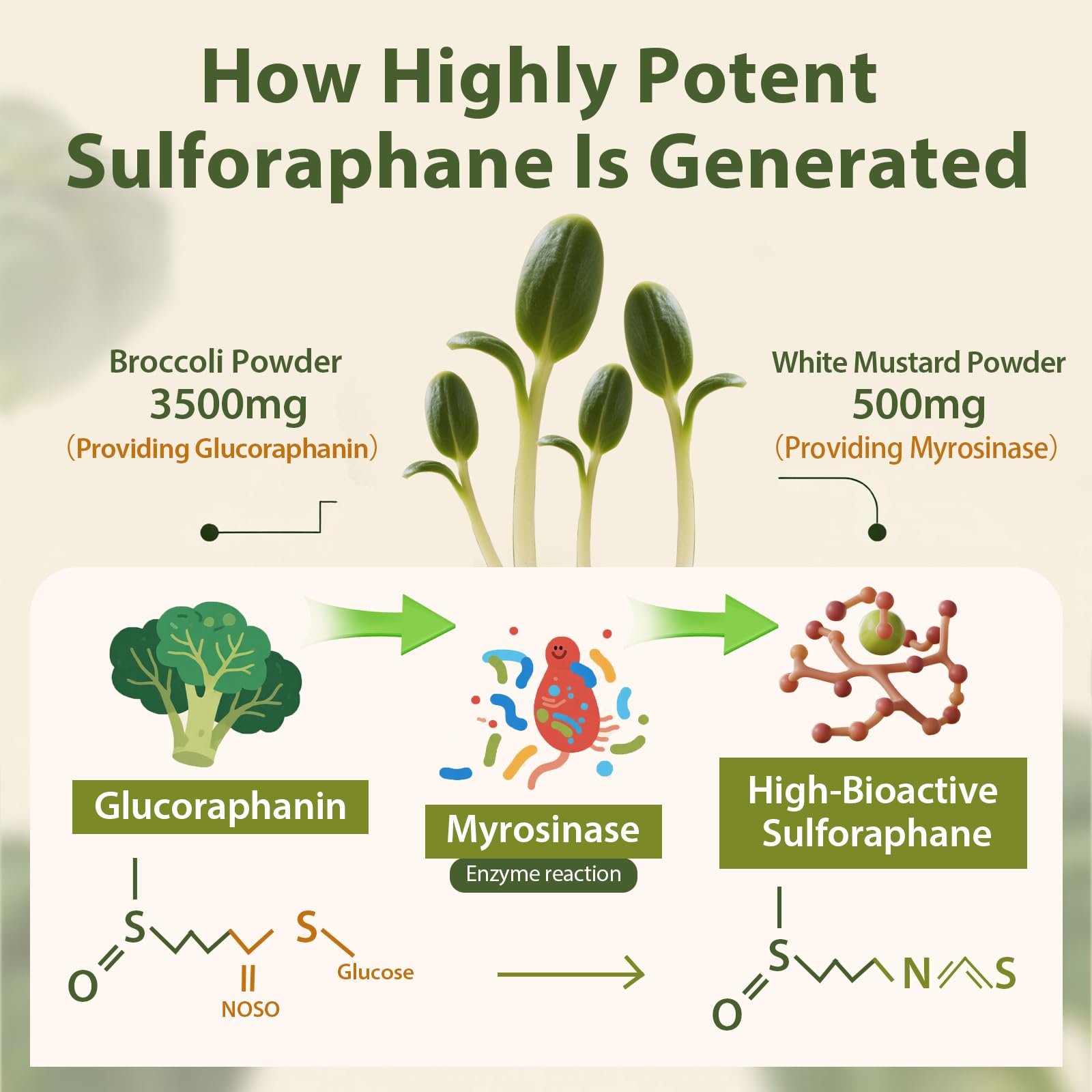 Cenffitio sulforaphane powder being dispensed for precise serving every day.