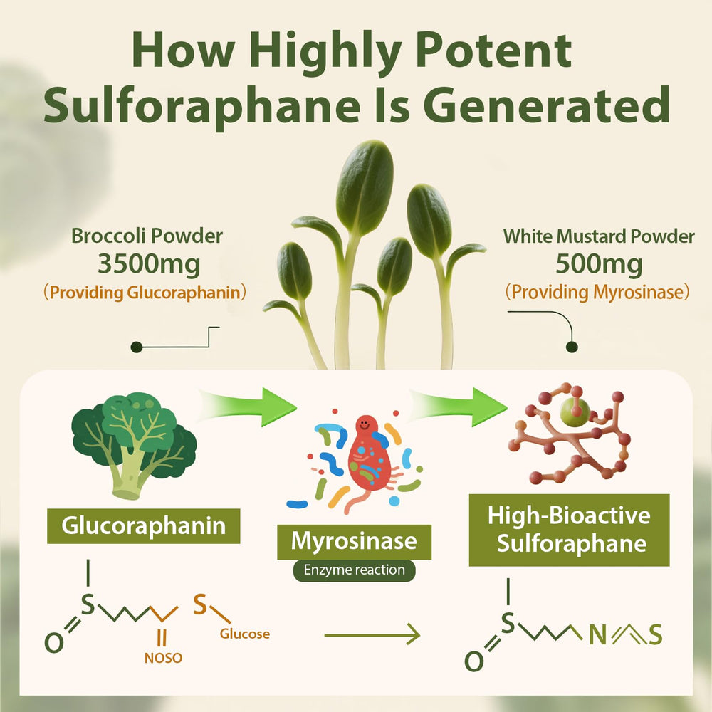 Cenffitio sulforaphane powder being dispensed for precise serving every day.