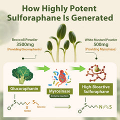 Cenffitio sulforaphane powder being dispensed for precise serving every day.