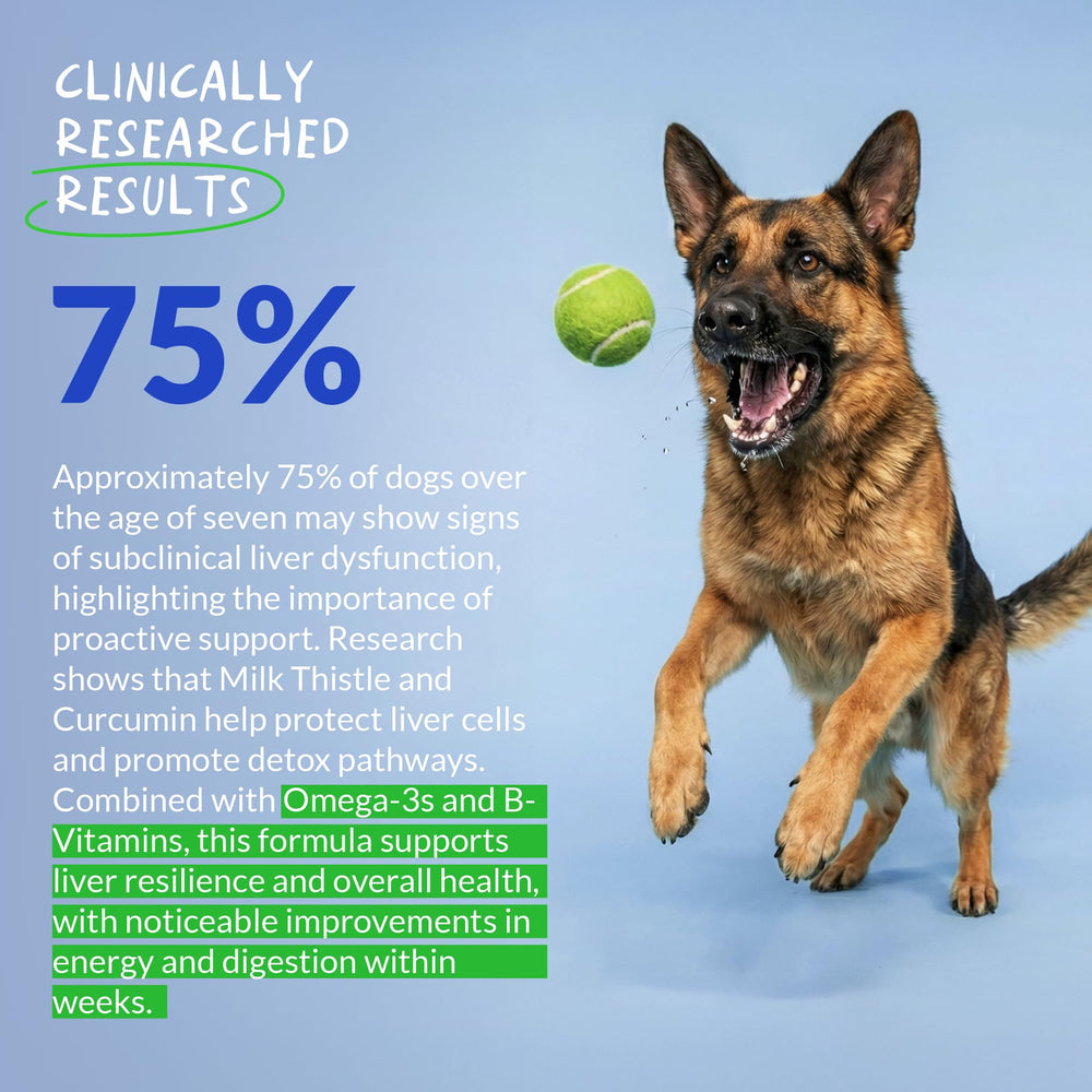 Herbal blend with Dandelion Root and Yellow Dock supports canine wellness.