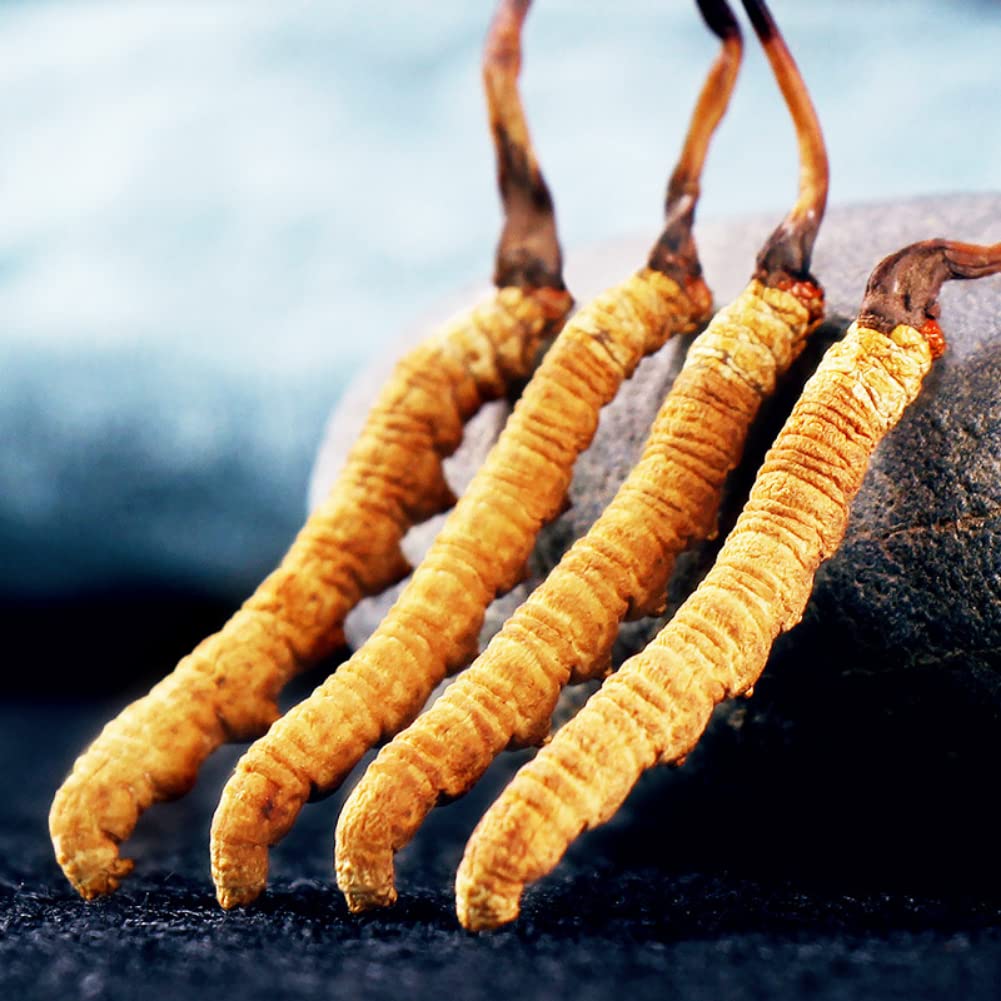 Cordyceps Sinensis ready for cooking and savory dishes.