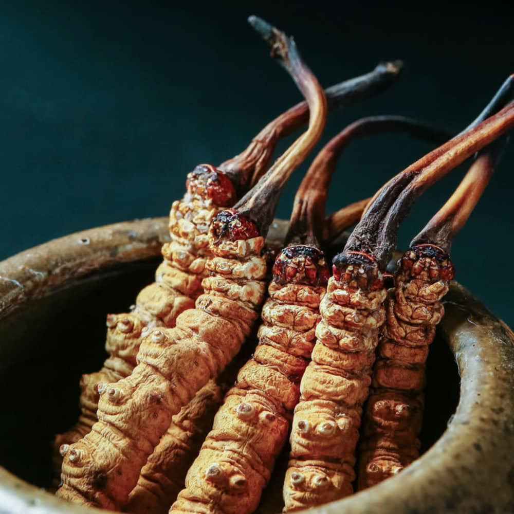 Himalayan harvest bundle of Cordyceps Sinensis shows purity and seasonal freshness.