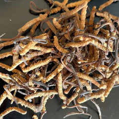 Open package reveals 100% wild Himalayan Cordyceps Sinensis quality.