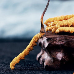 Cordyceps Sinensis used to prepare tea infusion for aroma and warmth.