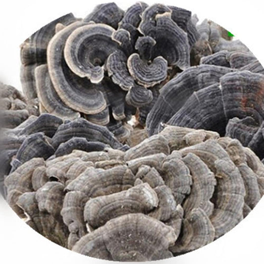 Coriolus Versicolor rainbow conk slices show vibrant texture for soups and broths.