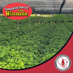 Dairyland ginseng slices in resealable pouch keeps freshness and convenience.