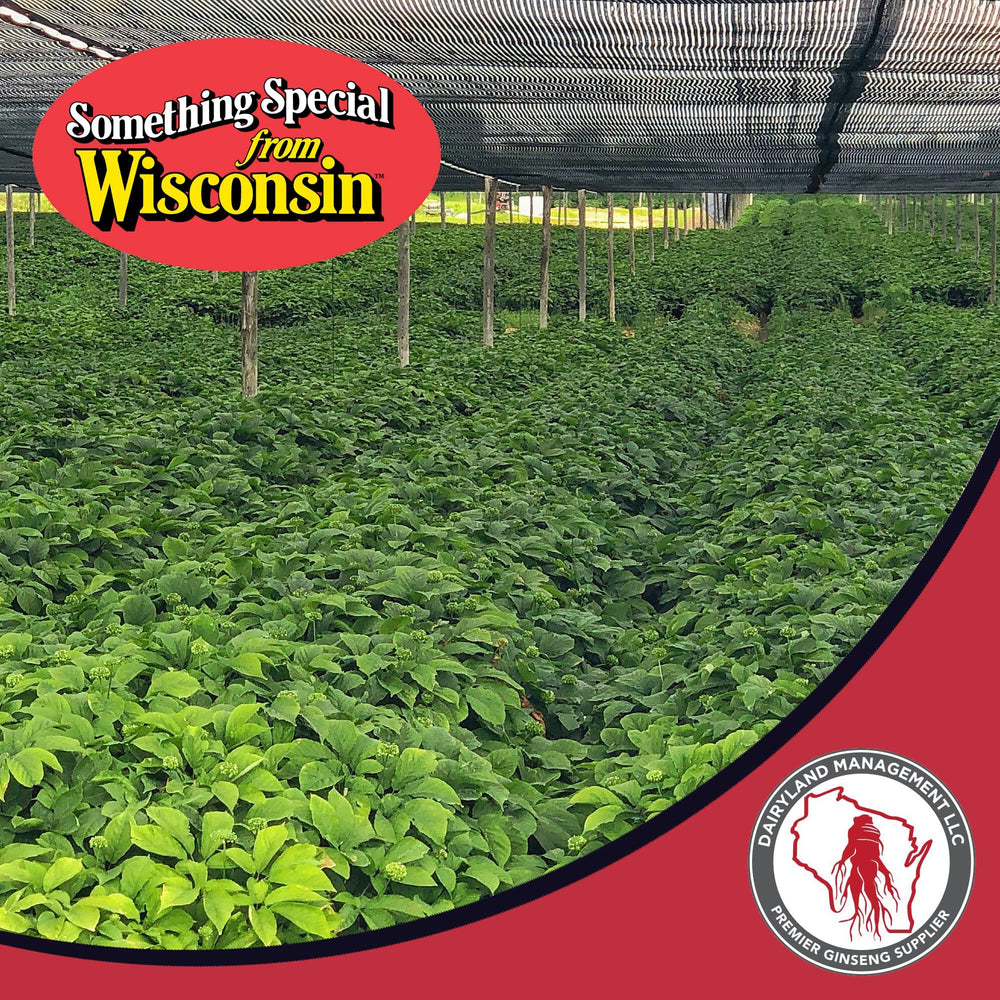 Dairyland Quality-Control Ginseng Tea emphasizes purity and safety checks.