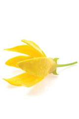 doTERRA Ylang Ylang bottle close-up highlighting floral essence for scent and mood balance