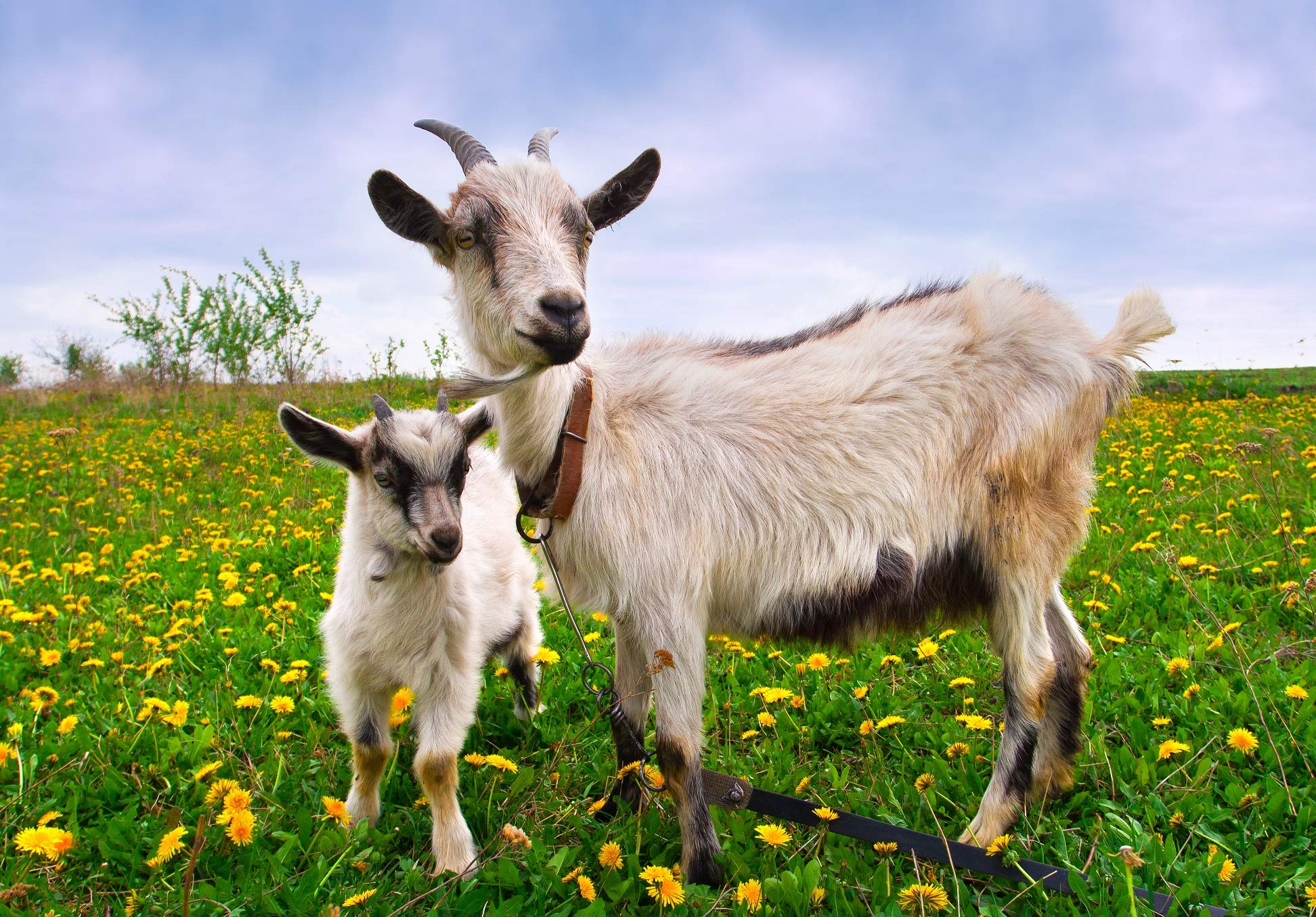 Dragon Herbs Goat Placenta Capsules ingredients include rice powder and bamboo extract for a clean profile.