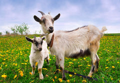 Dragon Herbs Goat Placenta Capsules ingredients include rice powder and bamboo extract for a clean profile.