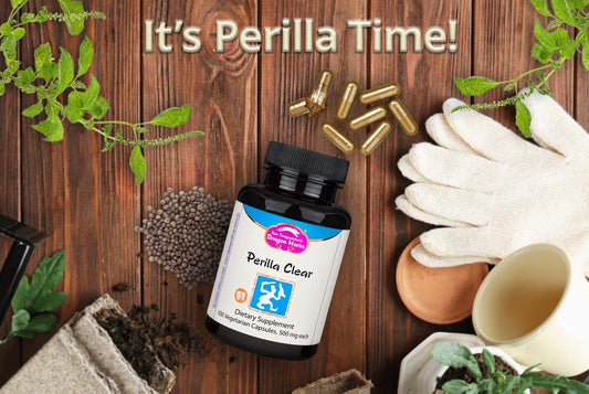 Dragon Herbs Perilla Clear capsules close-up for easy dosing.