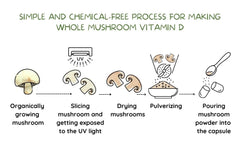 EAT INTACT Organic mushroom powder close-up highlights whole-food origin.