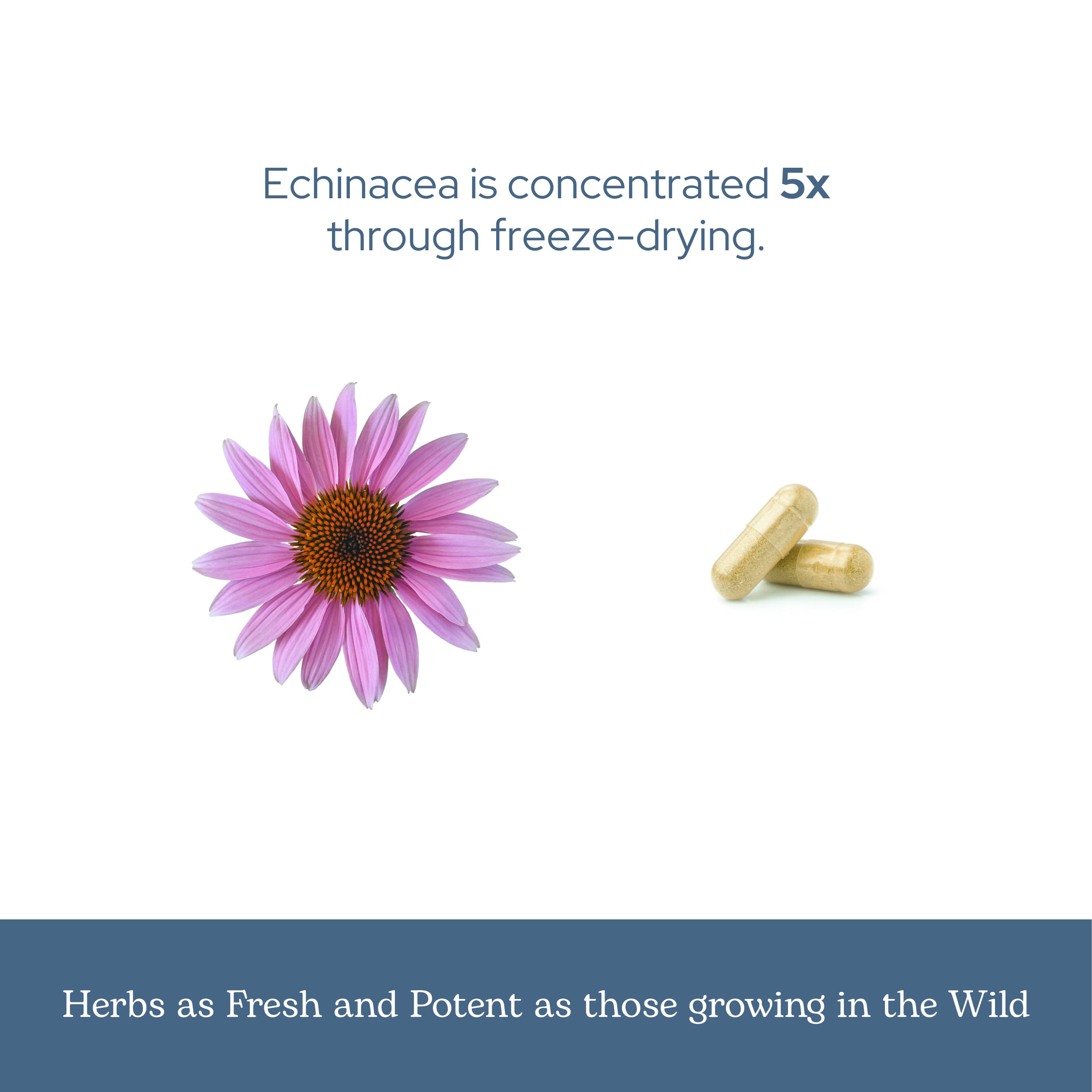 90-count bottle of ECLECTIC INSTITUTE echinacea offers convenient daily use