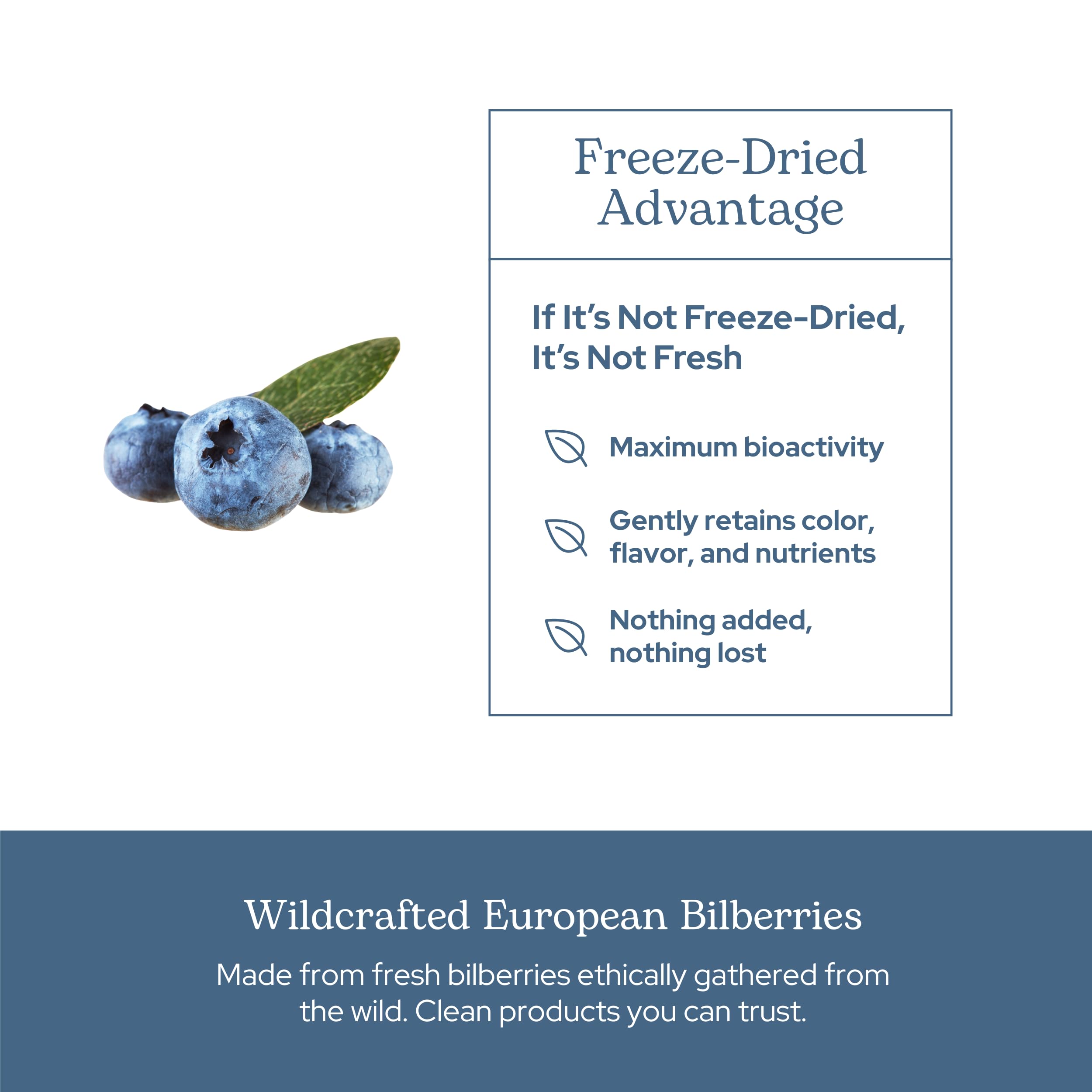 Eclectic Institute Bilberry Capsules vegan gluten-free clean label depiction