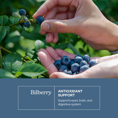 Eclectic Institute Bilberry Capsules wildcrafted bilberries highlighting fresh potency