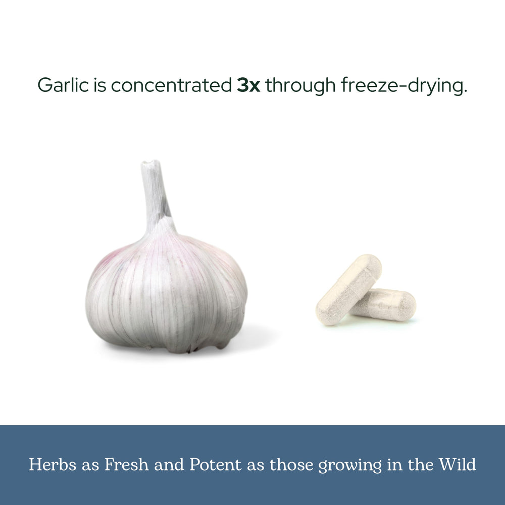 Daily dosage routine shot with garlic capsules