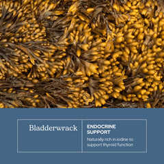 ECLECTIC INSTITUTE Eclectic Herb bladderwrack capsules closeup shows 600 mg potency