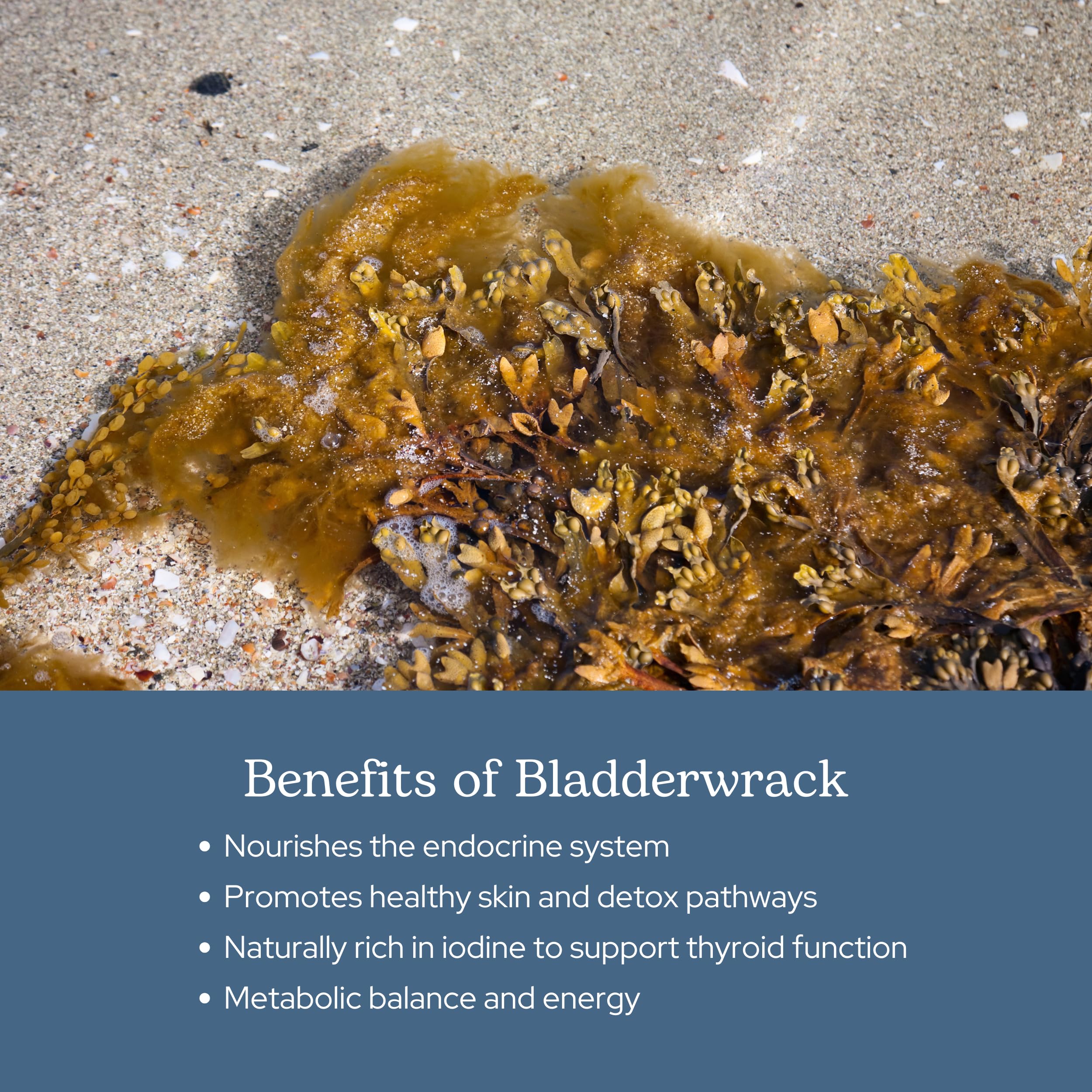 ECLECTIC INSTITUTE Eclectic Herb bladderwrack whole-plant image highlights natural source
