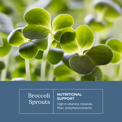Bottle and label show gluten free vegan broccoli sprout capsules for daily wellness.