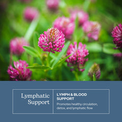 Freeze-dried herbs capture full-spectrum potency for convenient daily support in Eclectic Herb Lymph.