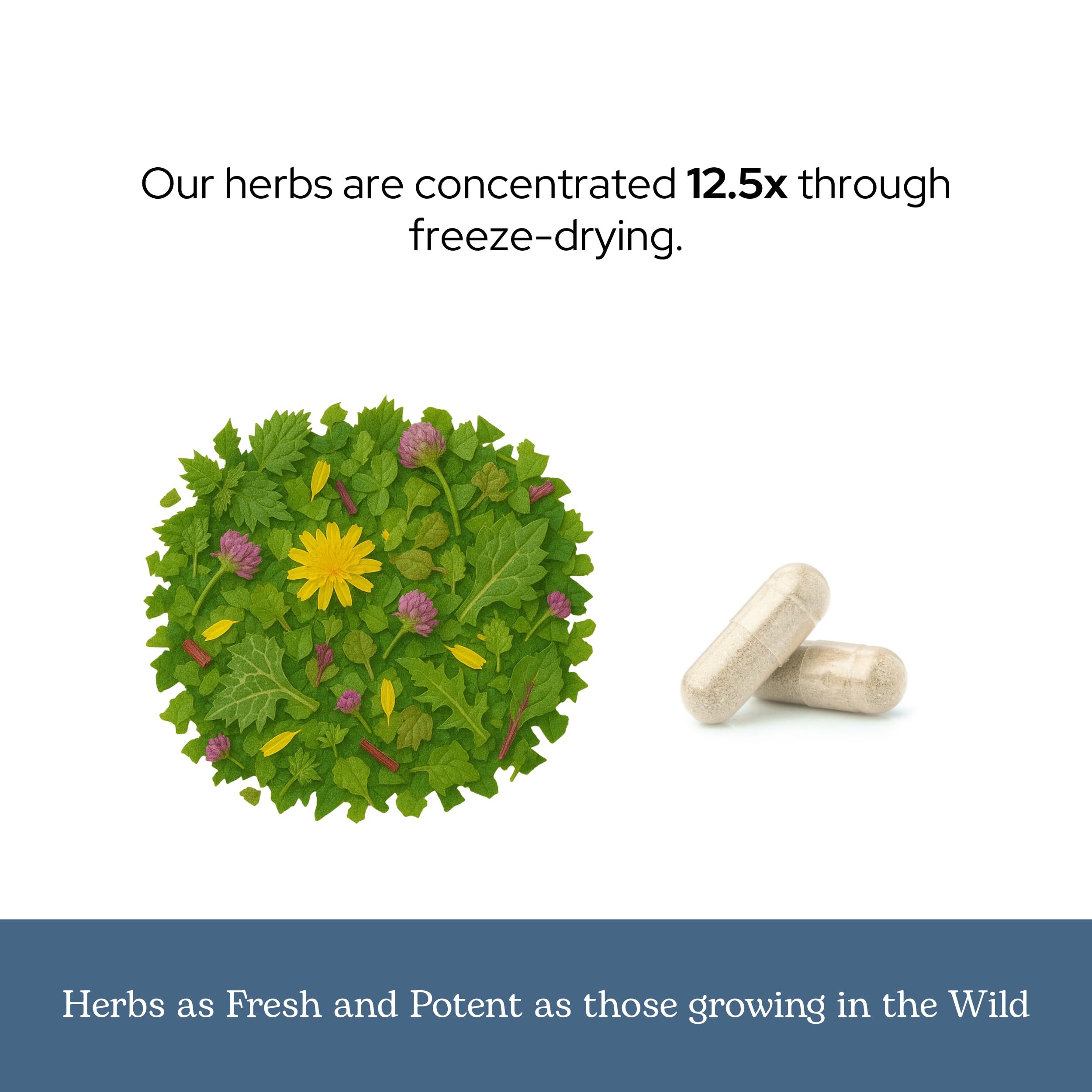 Ingredient-rich blend showcases freeze-dried herbs and natural sourcing in Eclectic Herb Lymph.