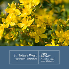 Dried St. John's Wort herb bundle from Eclectic Institute natural immune support hints