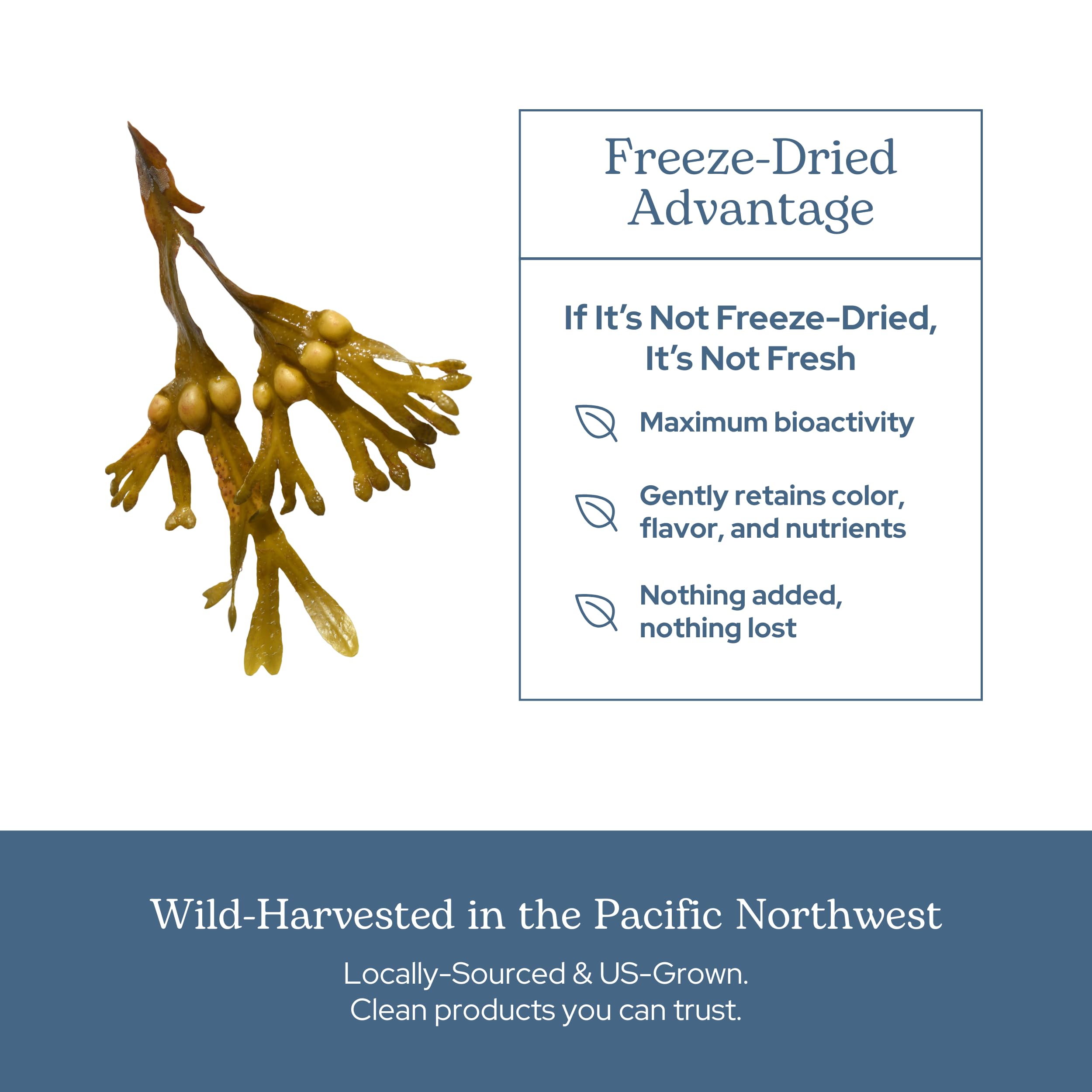 ECLECTIC INSTITUTE Eclectic Herb wildcrafted seaweed harvest emphasizes ocean-sourced nutrients