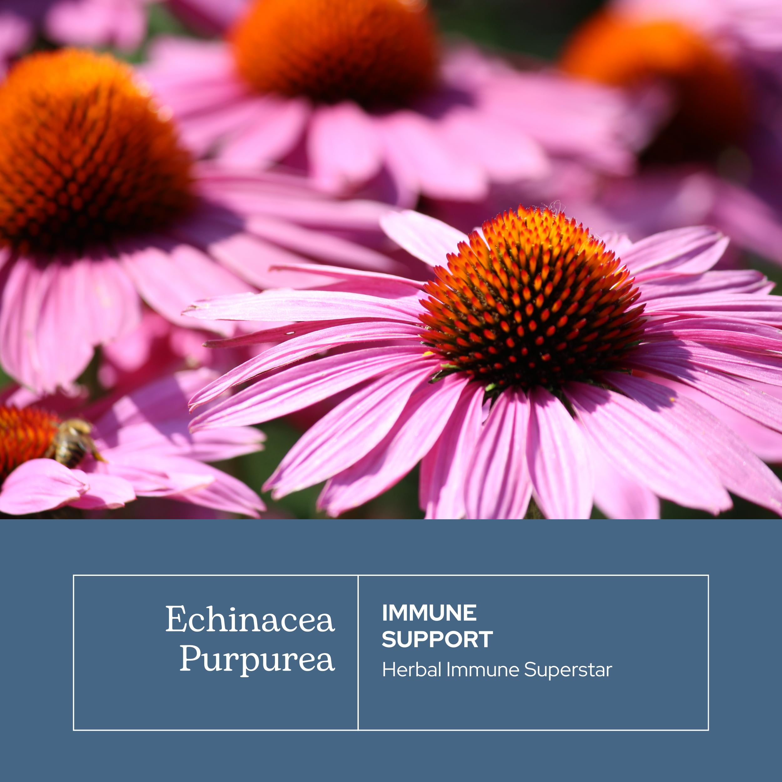 Oregon-grown echinacea angustifolia by ECLECTIC INSTITUTE showcases natural sourcing