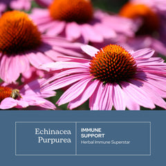 Oregon-grown echinacea angustifolia by ECLECTIC INSTITUTE showcases natural sourcing