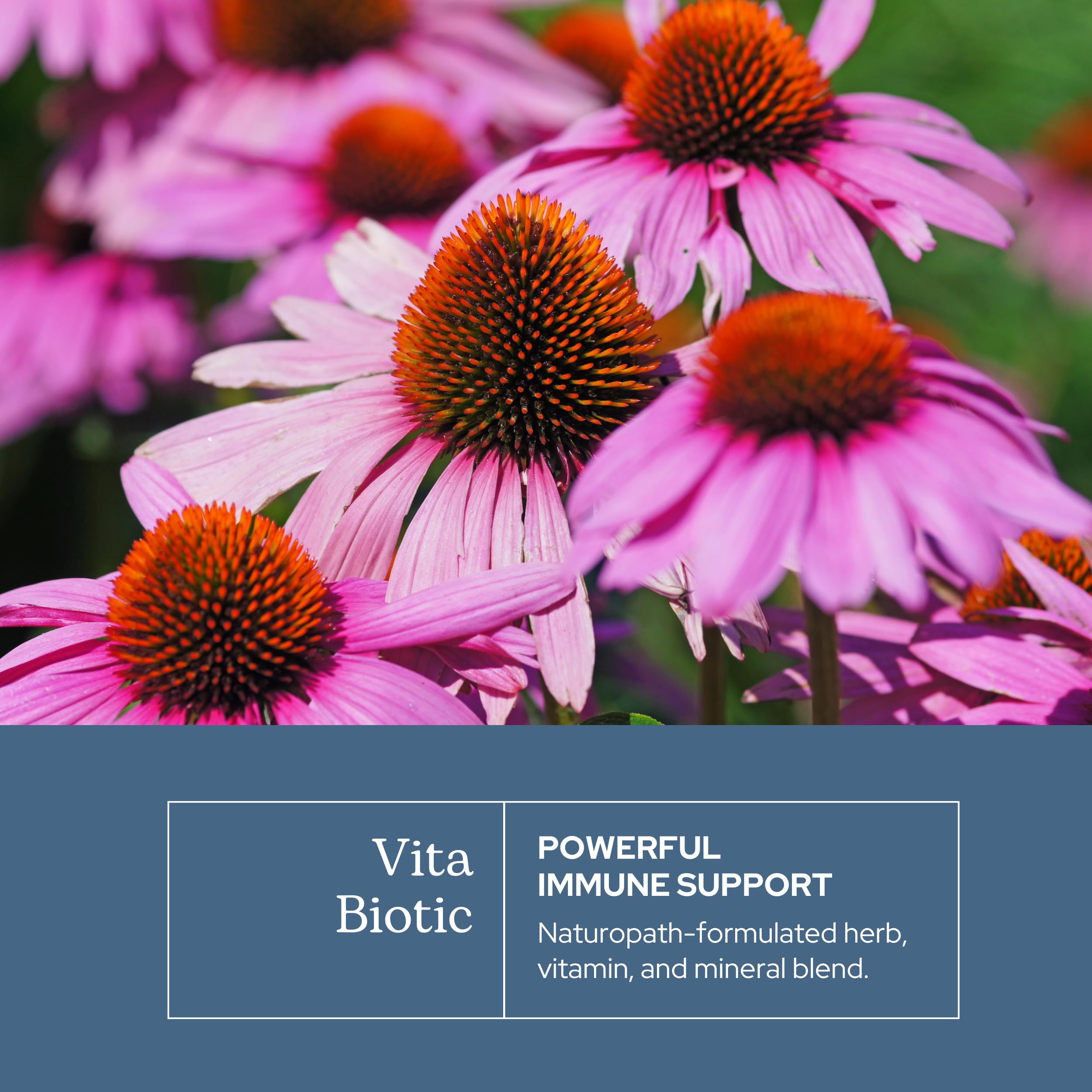 Oregon-grown echinacea and garlic shown as freeze-dried ingredients.